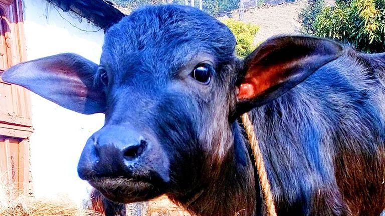 buffalo calf