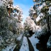 Binsar