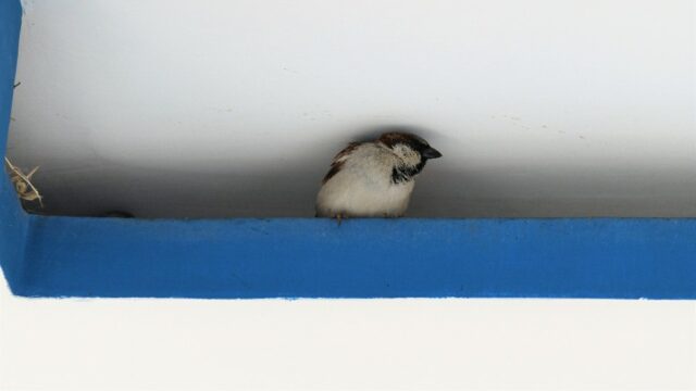 govt house to own home