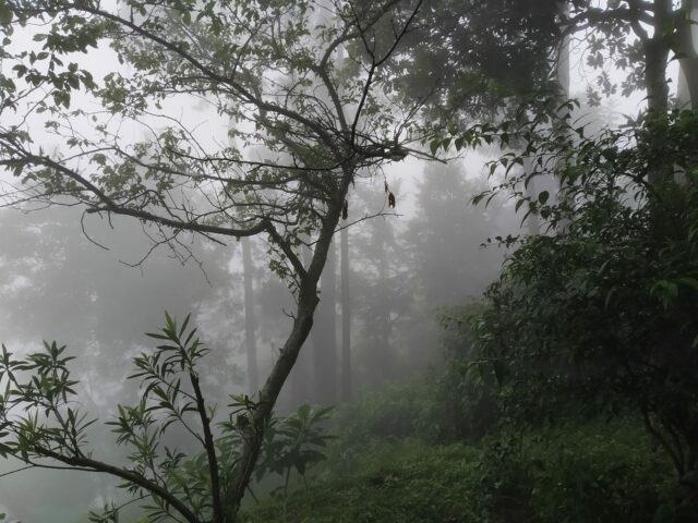 mist-almora