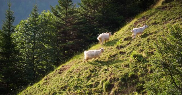 goats on hill